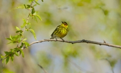 Cape-May-Warbler