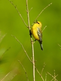 ID13C5-AS0I9542-Blue-winged-Warbler