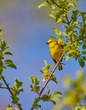 ID13C5-AS0I9613-Blue-winged-Warbler