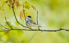 ID5C18-AS0I5046-Blackpoll-Warbler-1