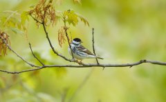 ID5C18-AS0I5047-Blackpoll-Warbler