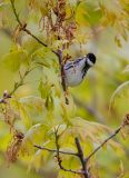 ID5C18-AS0I5072-Blackpoll-Warbler