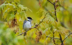 ID5C18-AS0I5091-Blackpoll-Warbler