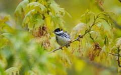 ID5C18-AS0I5101-Blackpoll-Warbler