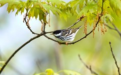 ID5C18-AS0I5144-Blackpoll-Warbler