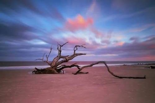 Fine art landscape photography of deadwood tree at driftwood beach
