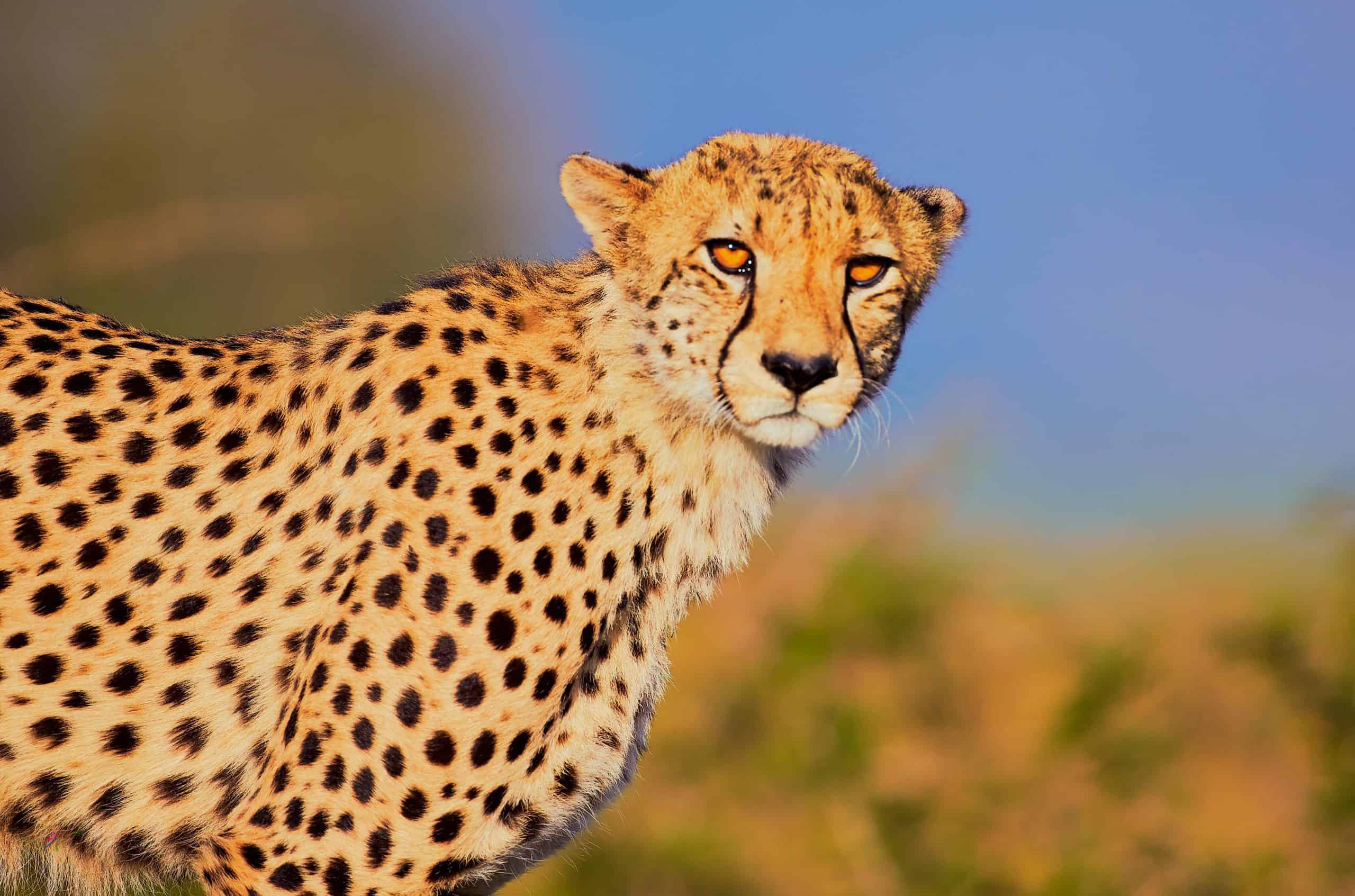 The Dignity Cheetah