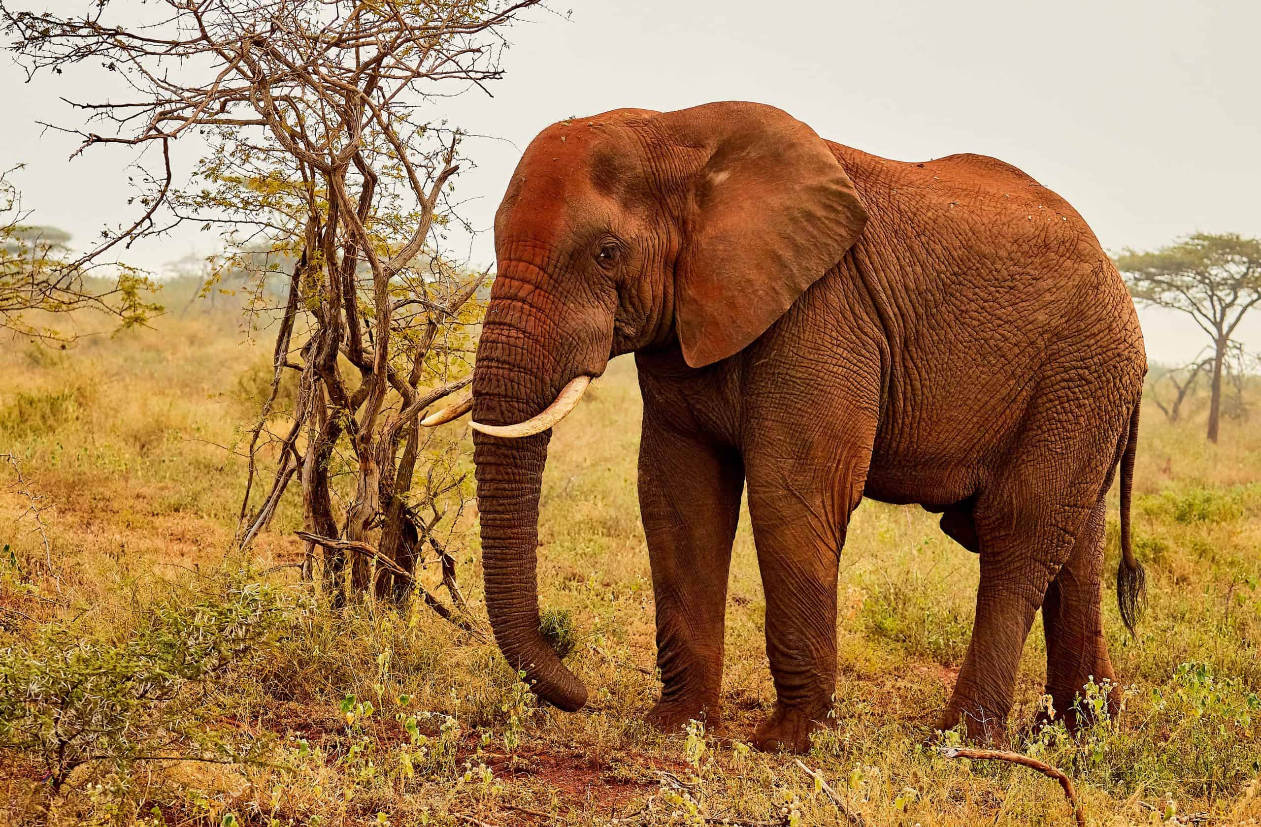 Peaceful African elephant