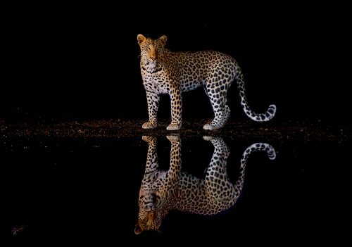 an elegant photograph of an African leopard