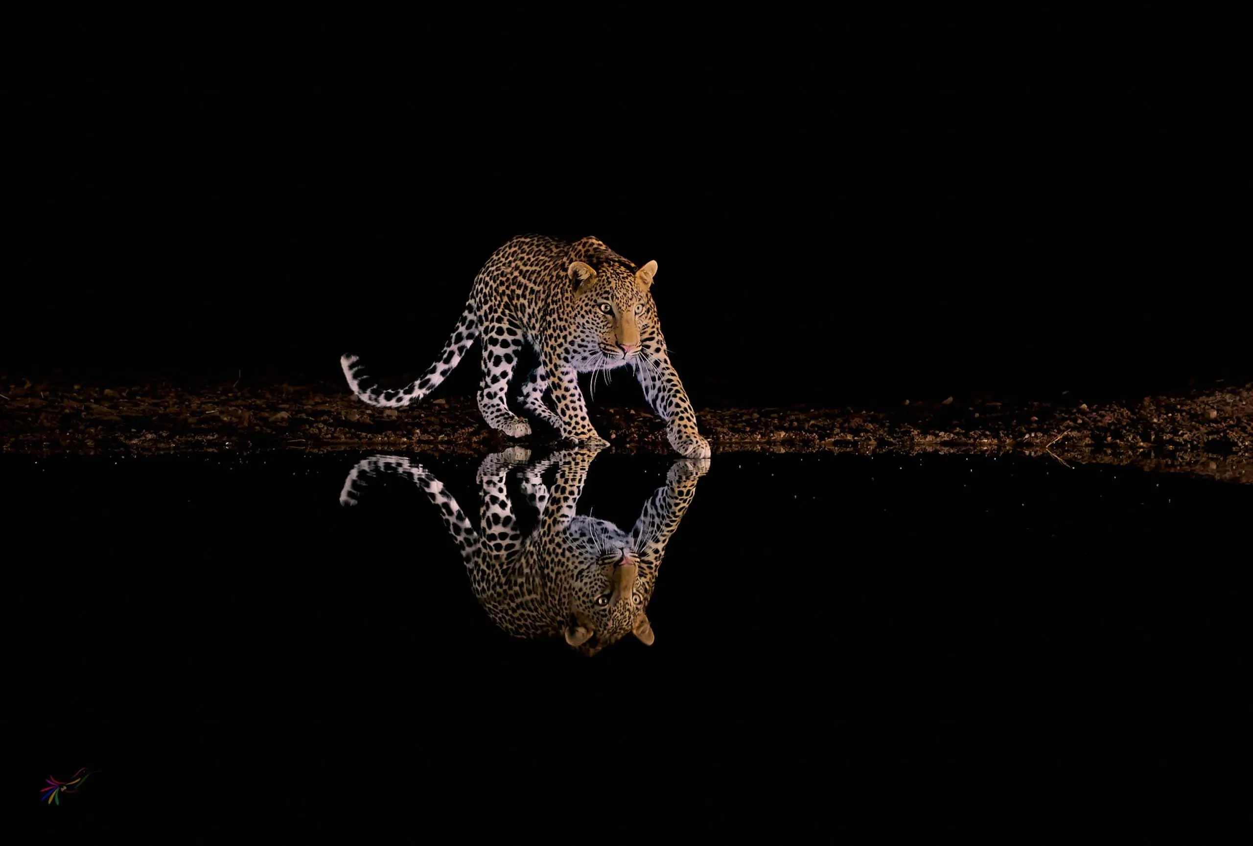 African leopard photograph