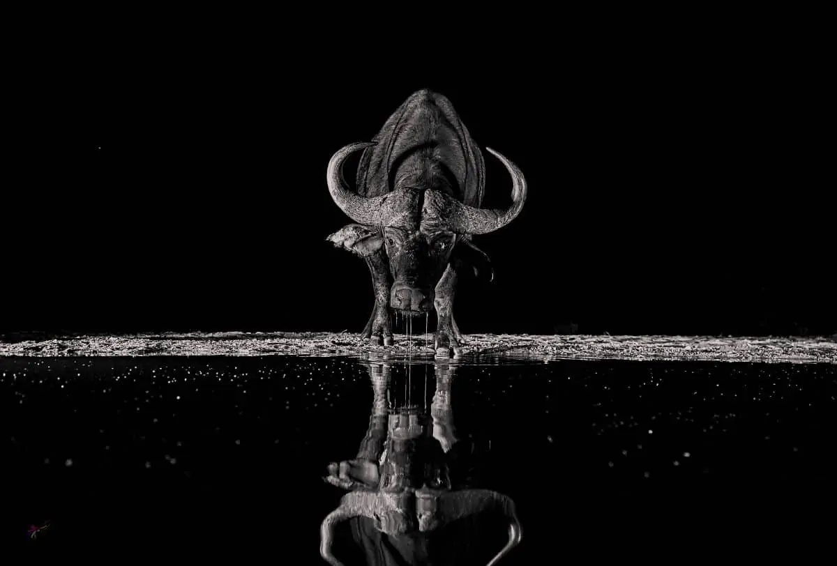 dark and fear cape buffalo wildlife photography