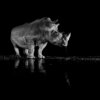 solitary is a black and white image of a white rhino