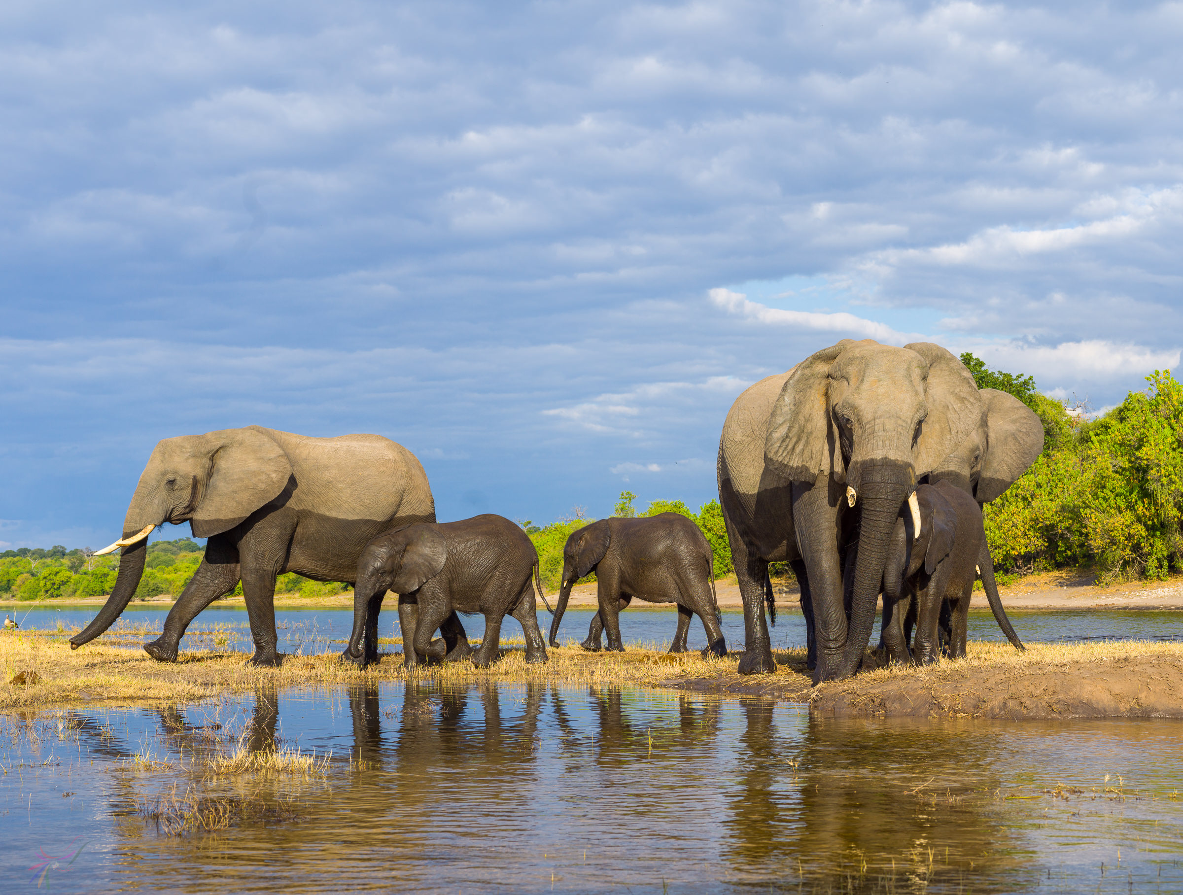 Elephant of Chobe River